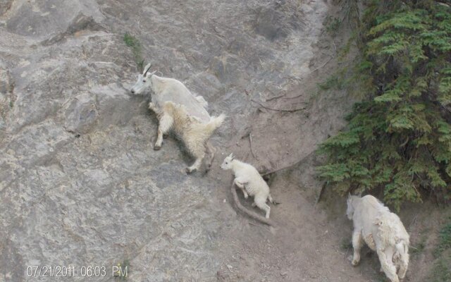 TimberWolf Lodge B&B