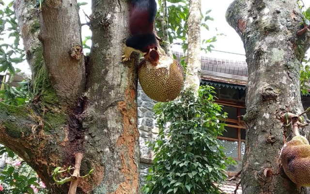 Wildernest