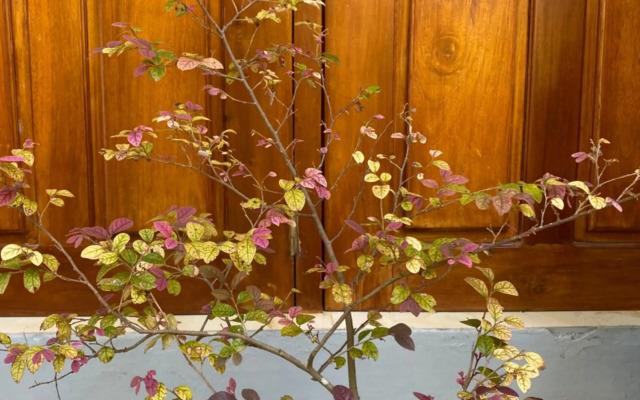 Yoho Talalla Ocean Beach Resort