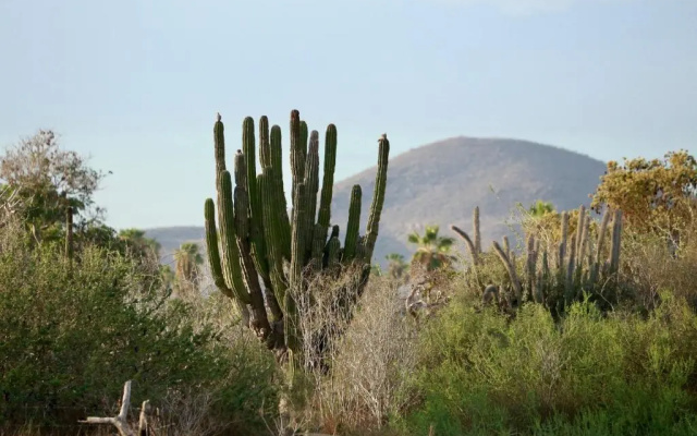 Salara Boutique Hotel & Villas Todos Santos