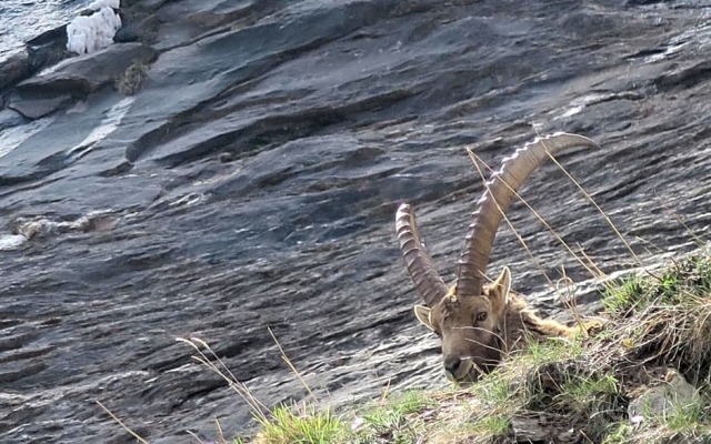 Bed and Breakfast Alpe Veglia