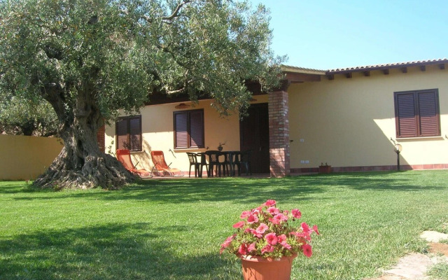 House surrounded by olive trees
