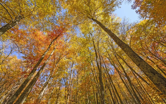 Osceola Mill Dining & Lodging