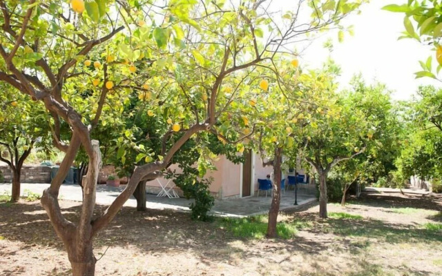 Nel Giardino Dei Limoni