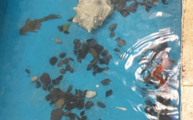 Ocean Dream 1 Bedroom Condo