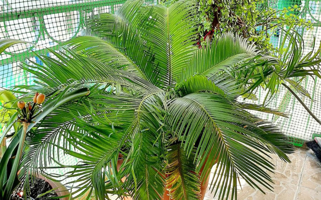 Large terrace apartment near city centre