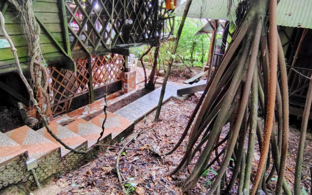 Ayahuasca