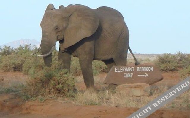 Elephant Bedroom Camp - Samburu