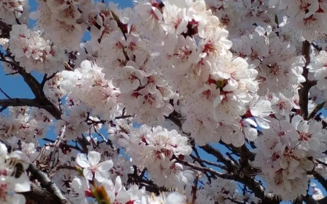 Waterfall in the yard