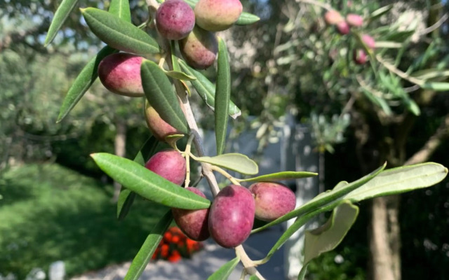 Villa Lori apartments