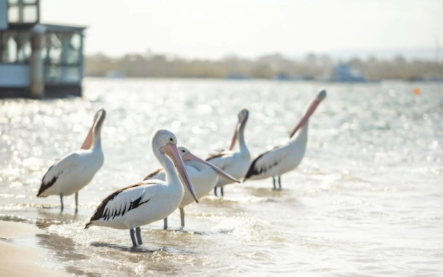 Noosa River Gardens 1 Hilton Terrace 76