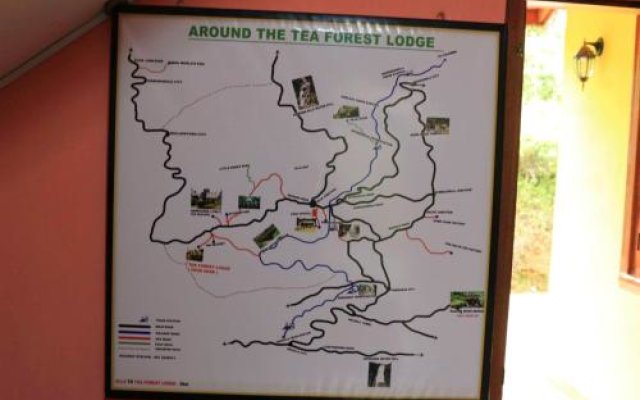 Tea Forest Lodge
