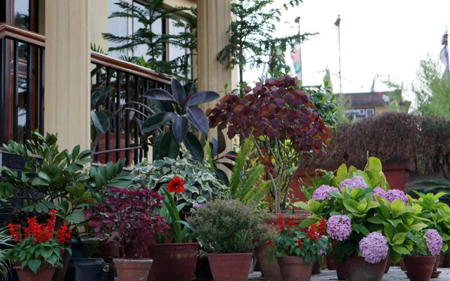 Swayambhu View Guest House