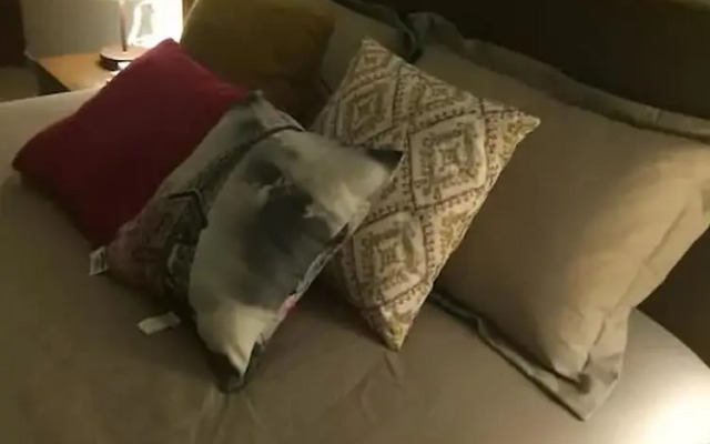 Condo Dorada