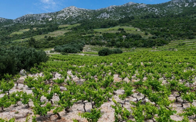 Apartments Villa Dingac - Borak