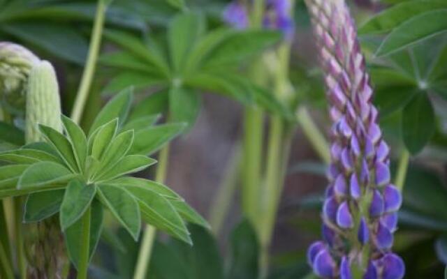 Willows Bed  Breakfast