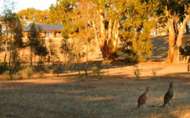 Kangaroos in the Top Paddock