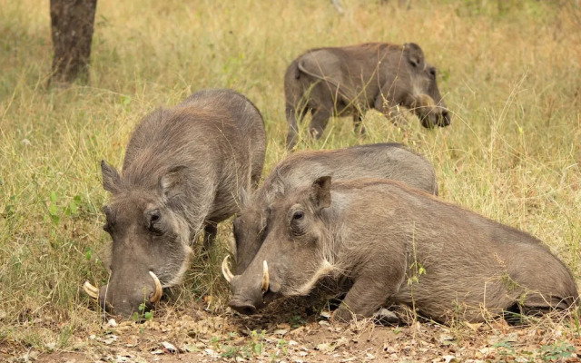 Singwe Private Safari lodge