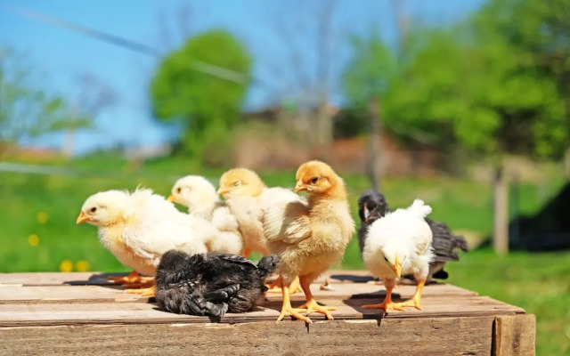 Gasthaus zum Bauernhof