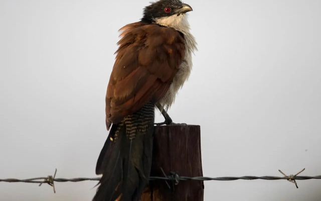 Royal Thonga Safari Lodge