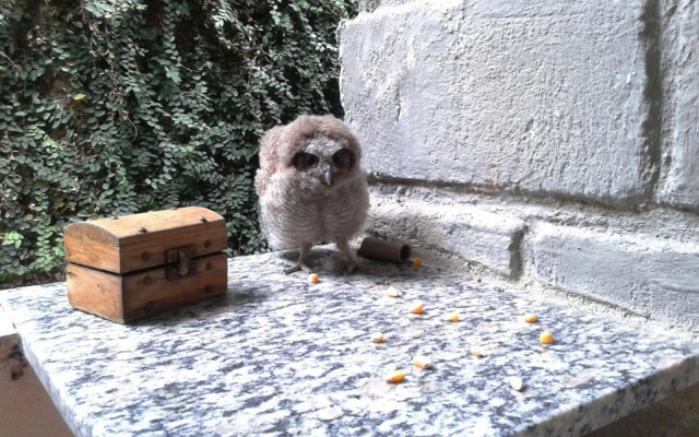 Quitinetes Rusticas Junto a Natureza - Bruxas e Bruxos