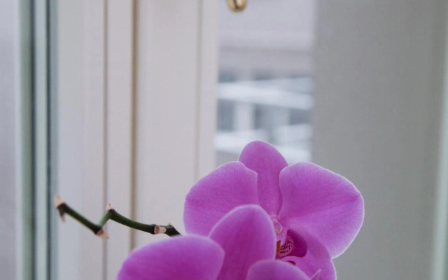 Luxury apartment Spálená