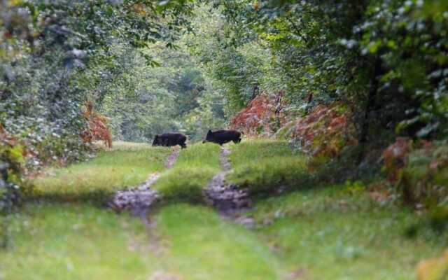 Parc de Launay