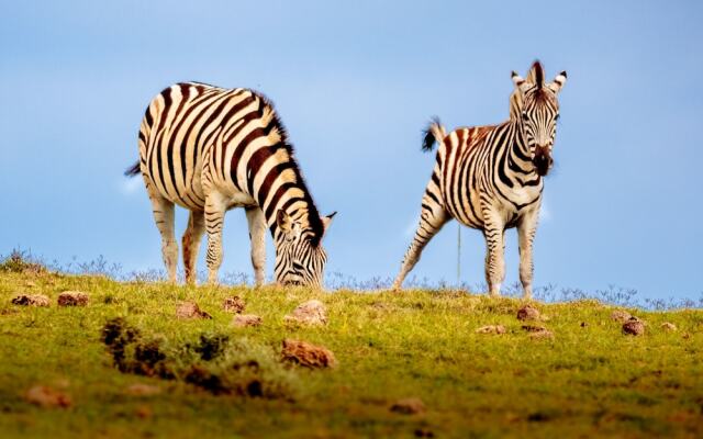 Elephants Lodge - Bellevue Forest Reserve