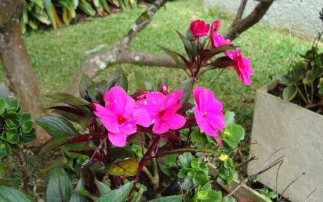 Sonho Verde Guest House