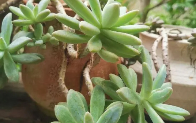 Xishuangbanna Rainforest Flower Valley Hotel (Gasa International Airport)