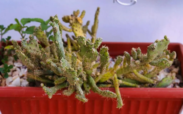 Villa Rachid et Jamila