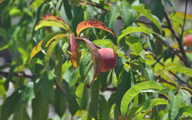 Sa Campaneta Agroturismo