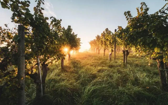 The Old School Guesthouse