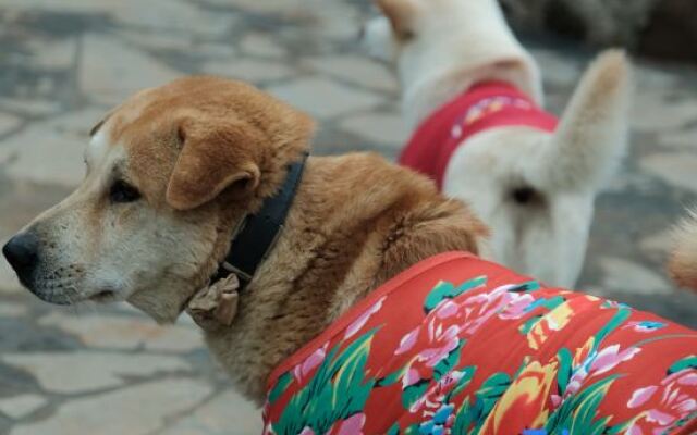 Changfeng Guesthouse (Weizhou Island Seaview Chalet)