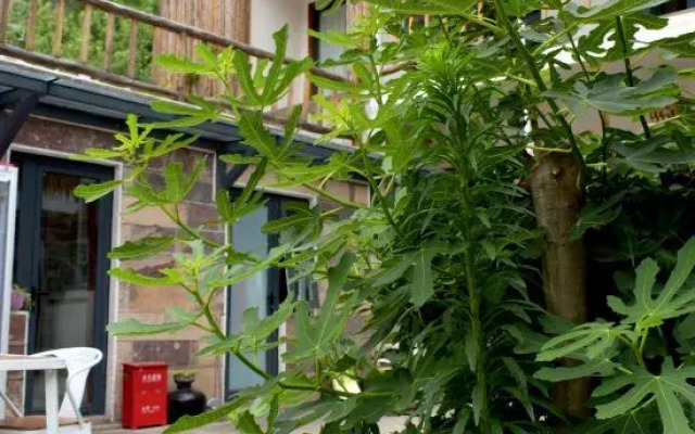Lulujia Homestay (Shibanyan Taohuagu)