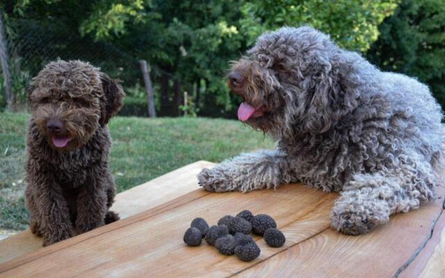 Guest House Lagotto's Peak