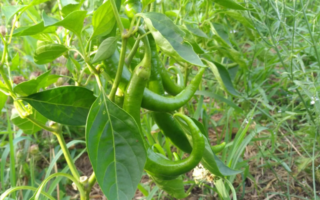 Logis Hotel Xoko-Goxoa