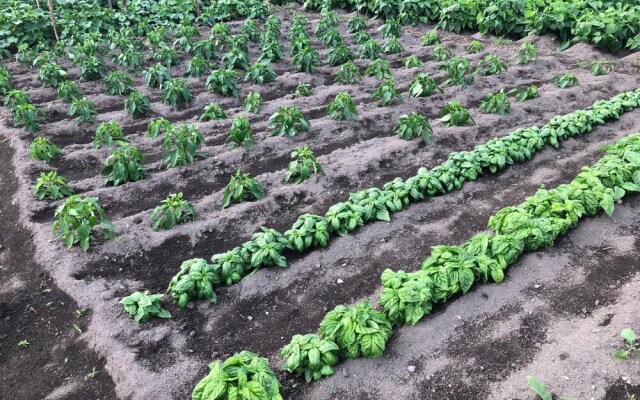 B&B Il Giardino di Nonno Agostino