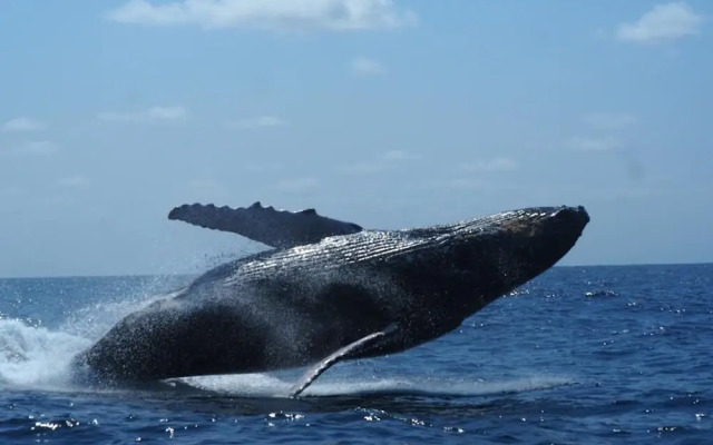 cosybe villas Accmmodation