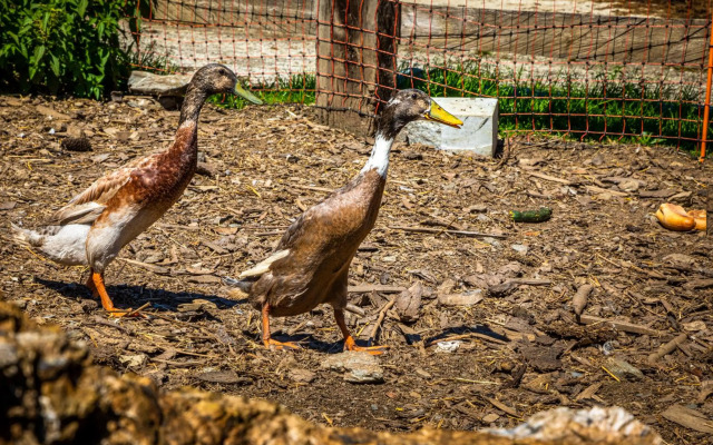 Lindbichlhof Urlaub am Bio Bauernhof