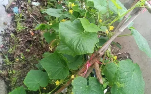 Shanghai Xiyuan Homestay