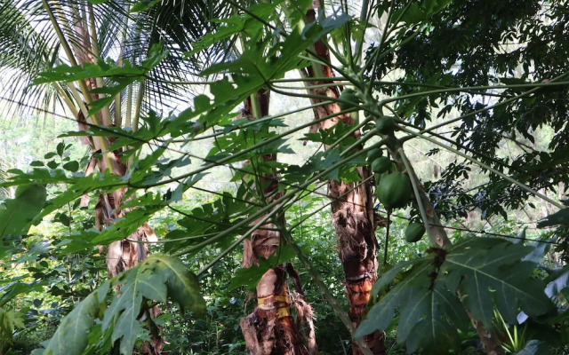 Cinderland EcoVillage - Hostel