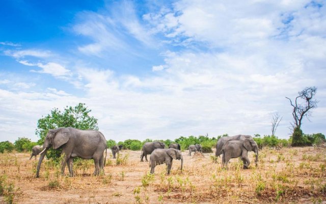 Chobe Safari Lodge