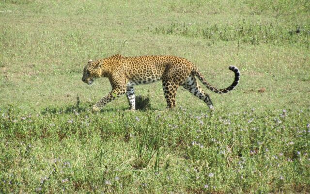 Yala Big Game Drive with Heina Eco Team