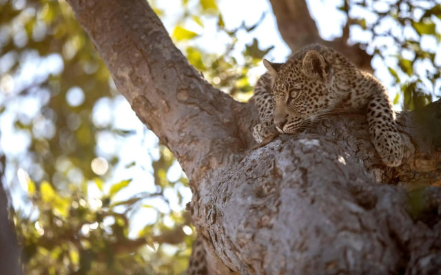 Umlani Bushcamp - Lodge