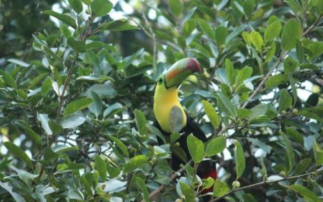 Casa Selva Orquideas