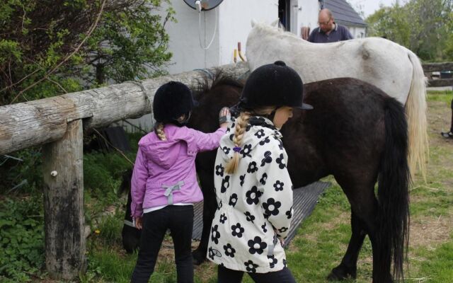 Stutteri Skandi Hest