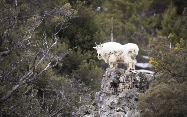 Alpine Refuge