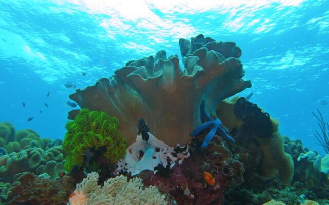 Bohol Lahoy Dive Resort