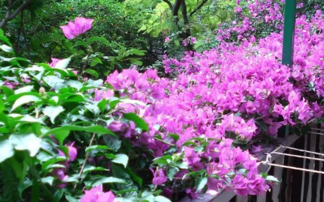 Apartments Kasalo Makarska